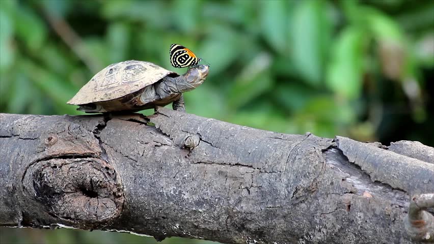 turtle and butterfly.jpg