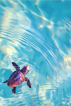 422c640ac21c010fdd67ba18b6324e40--baby-sea-turtles-party-animals.jpg