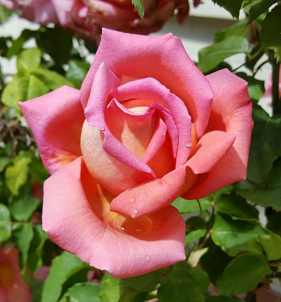 pink rose.jpg