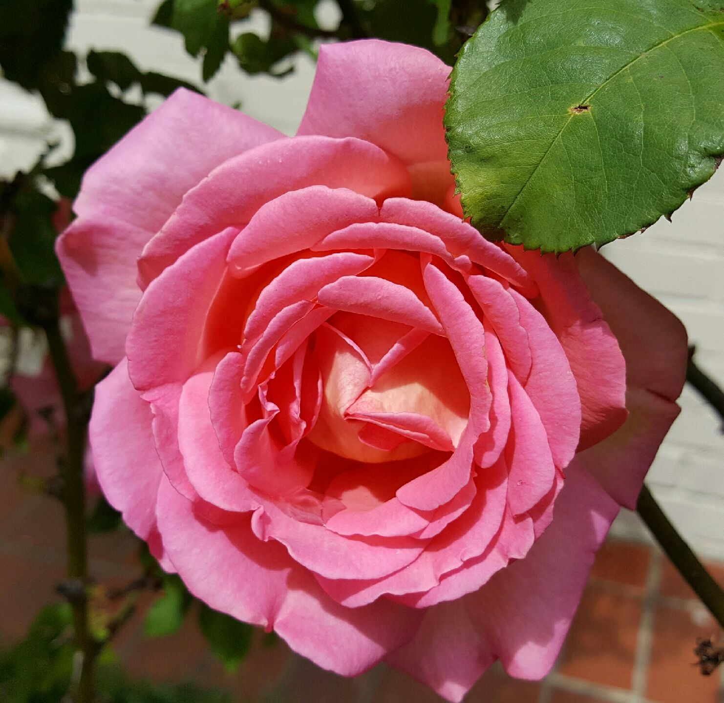 pink rose 2.jpg