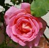 pink rose 2.jpg