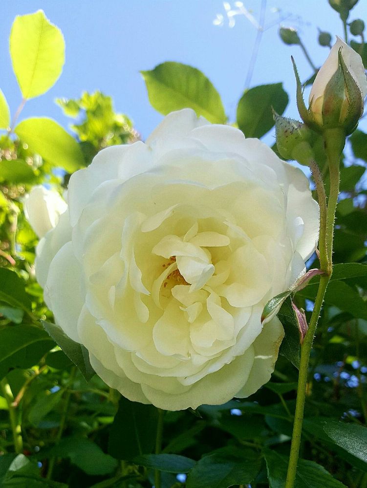 White Rose.jpg