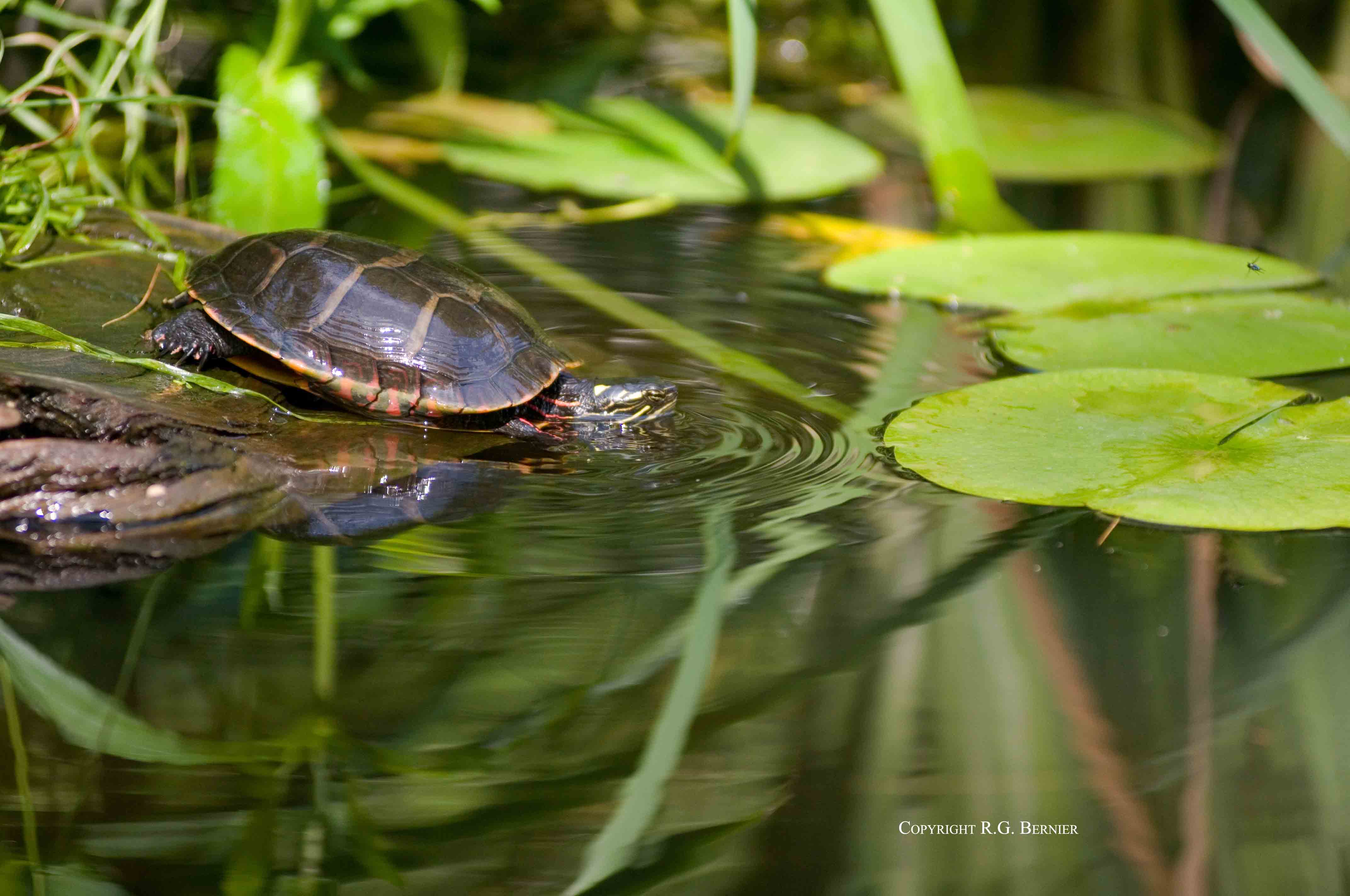 lily pads.jpg