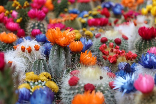 cactusFlowers.jpg