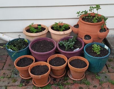 Potted Garden.jpg