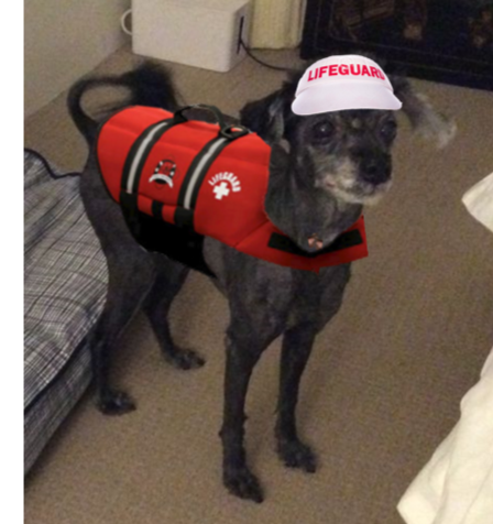 Lifeguard Dog.png