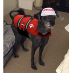 Lifeguard Dog.png