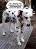 Dalmation.png