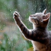 A photo of a grey tabby cat with its paw up on a rain spattered window.