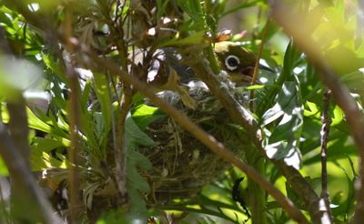 A photo of a silvereye sitting in a nest in a daisy bush. Its beak is open.