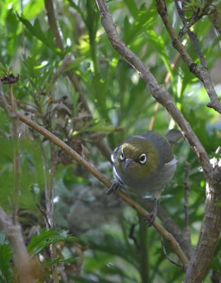A photo of a silvereye, perched on a branch in a daisy bush. A blurry nest is visible in the background.