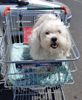 Toby at Bunnings.jpg