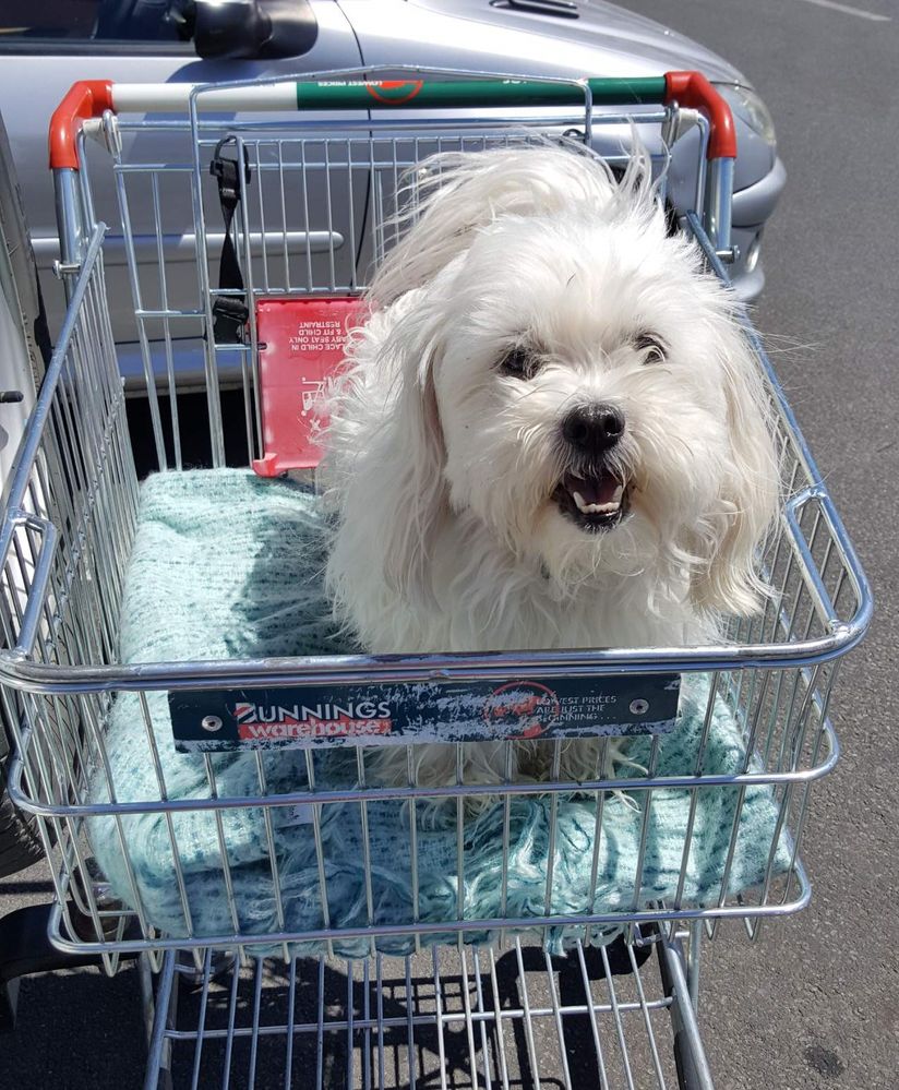 Toby at Bunnings.jpg