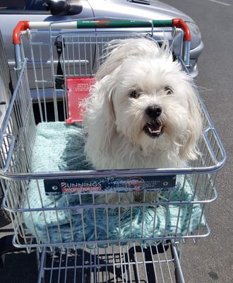 Toby at Bunnings.jpg