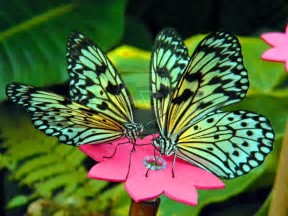 two butterflies.jpg