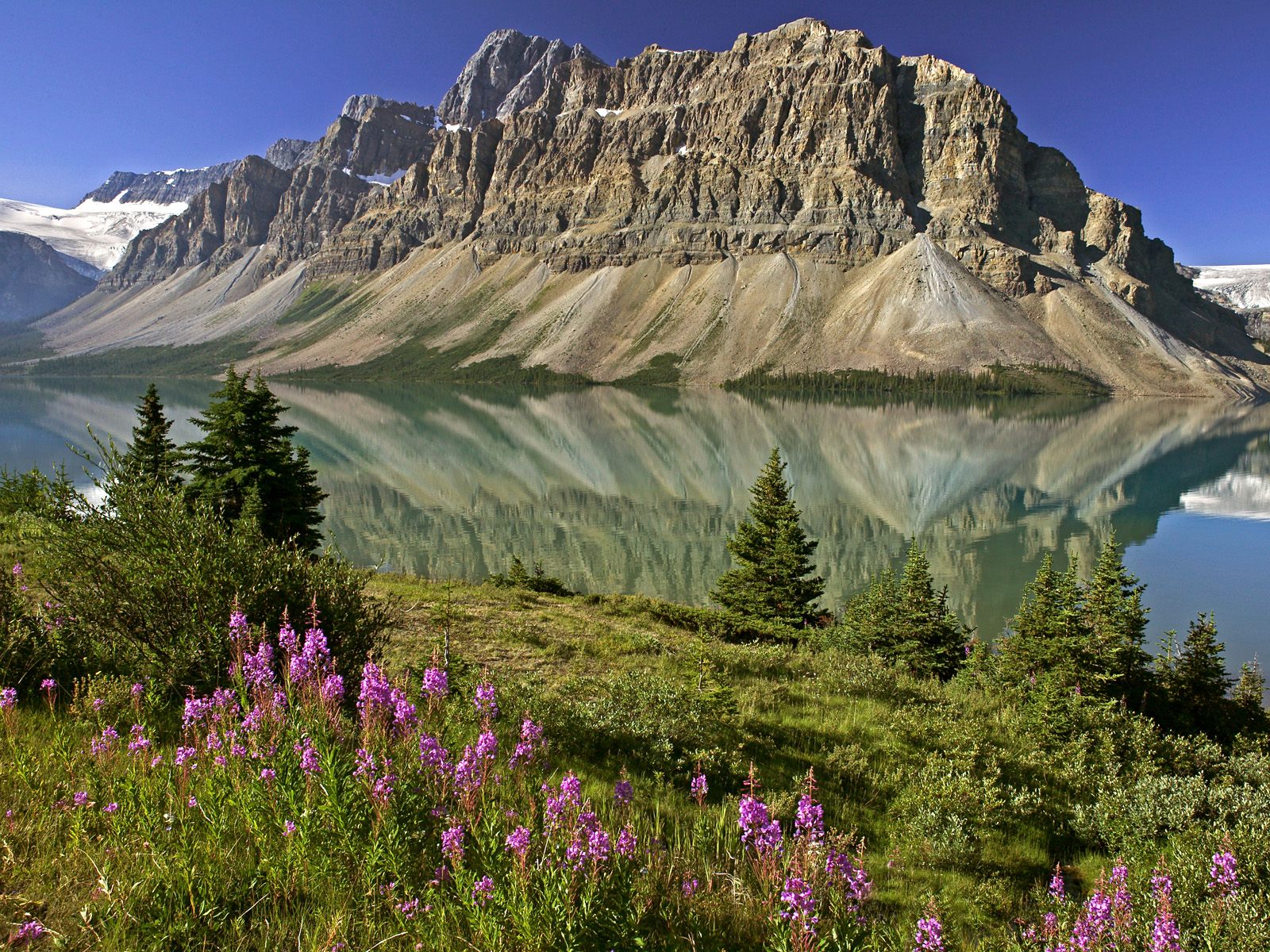 Bow Lake and Flowers, Banff National Park, Alberta, Canada pictures.jpg